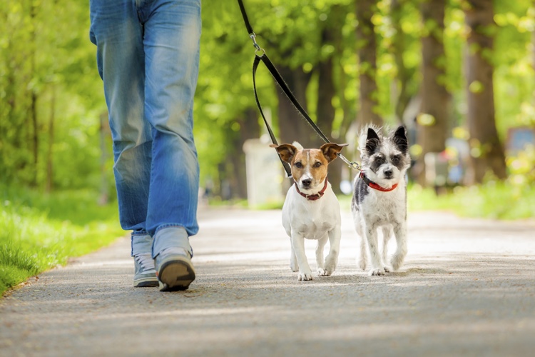 Blog : Top 4 Tips to Train Your Dog