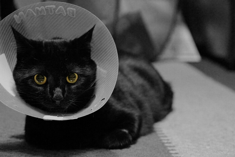 black cat in a cone