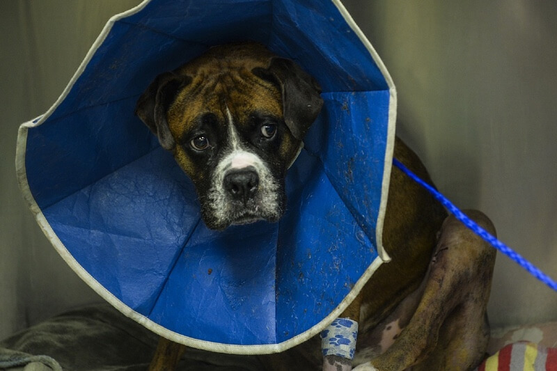 Boxer dog in cone with bandaged leg