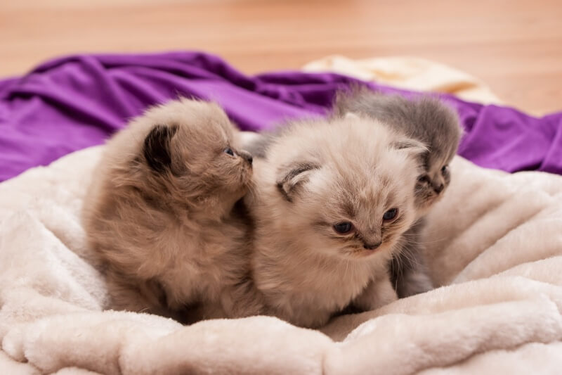 Top cat insurance claims for kittens