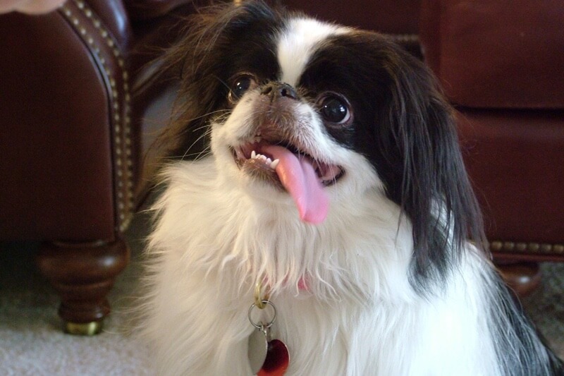 a white and brown dog with its tongue out