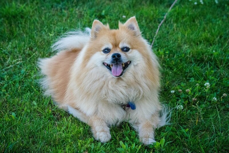 Happy Pomeranian with its tongue out lays in grass