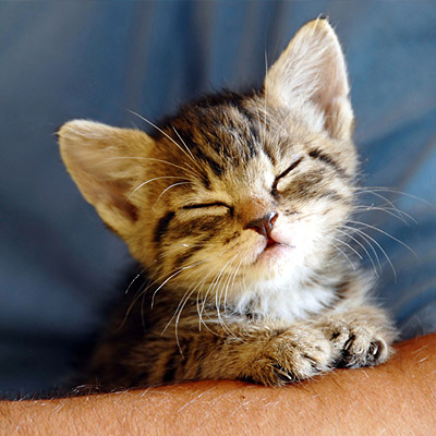 cat taking a nap
