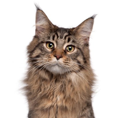 Cat Insurance Plans | ASPCA® Pet Health Insurance