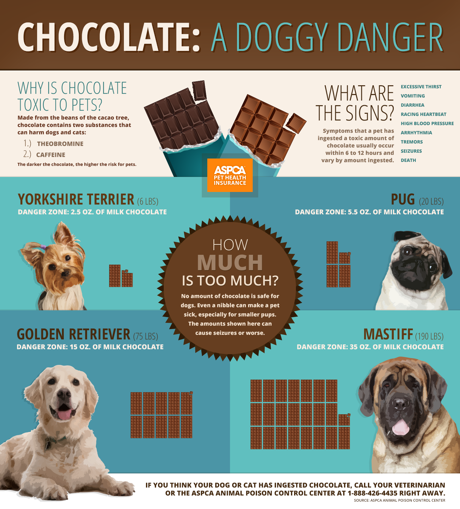 if a dog eats chocolate
