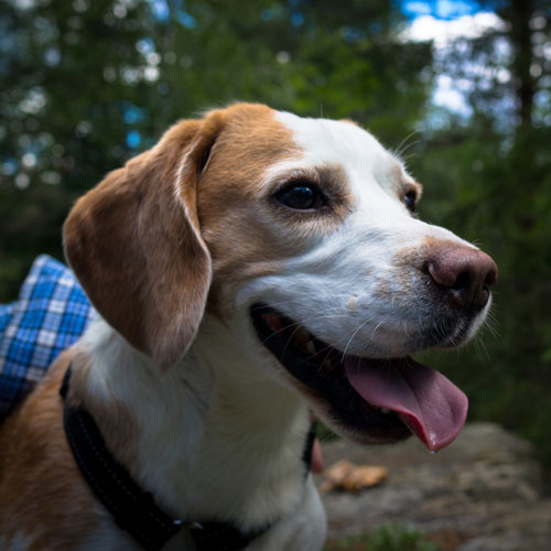 Can Antibiotics Kill Your Dog Can Antibiotics Kill Your Dog