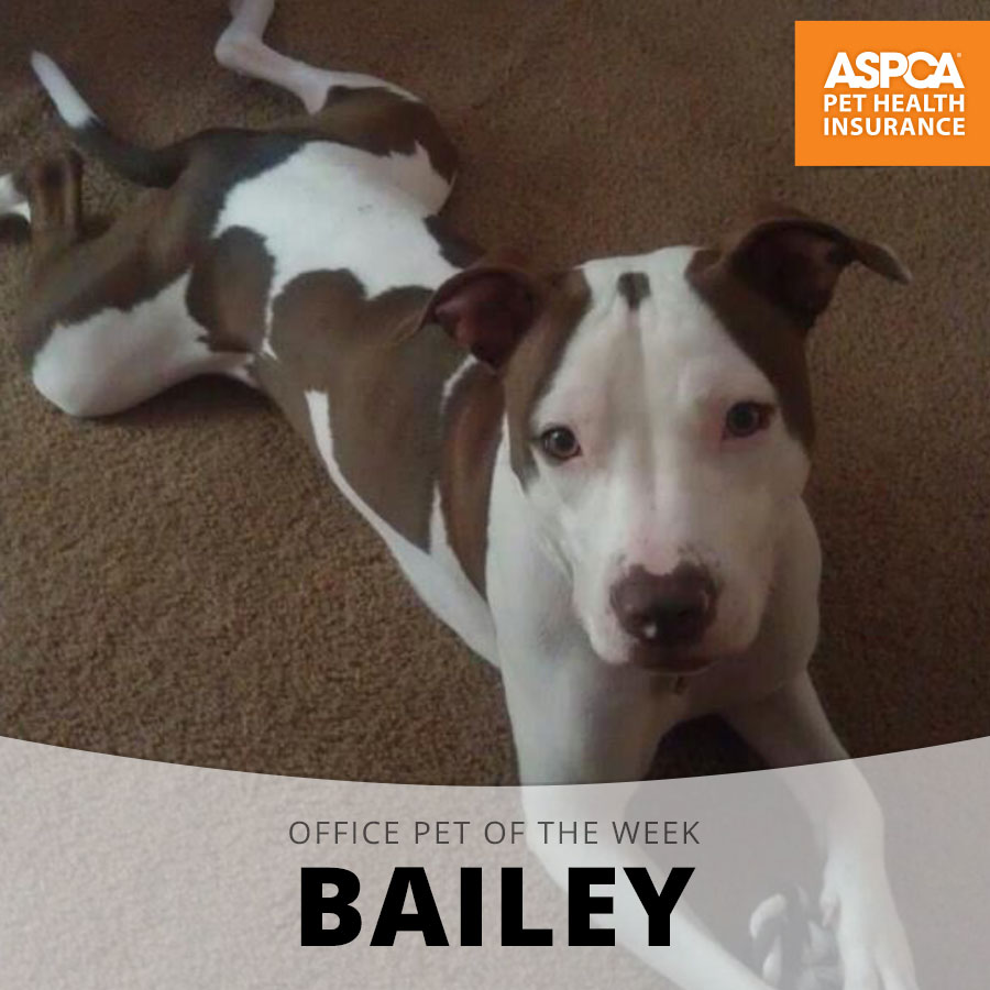 bailey.jpg