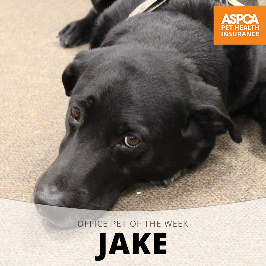 jake.jpg