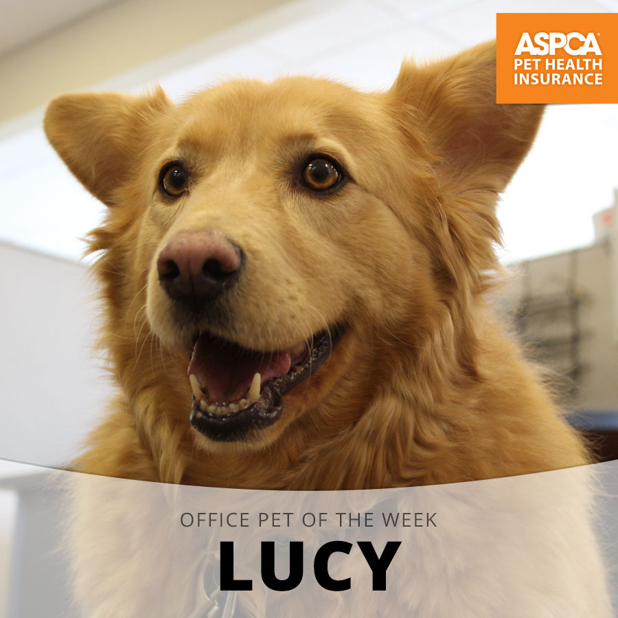 lucy.jpg
