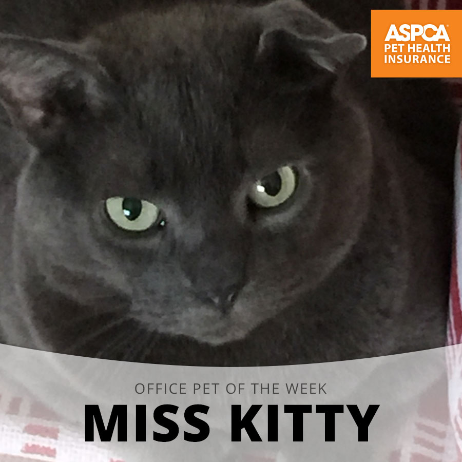 misskitty.jpg