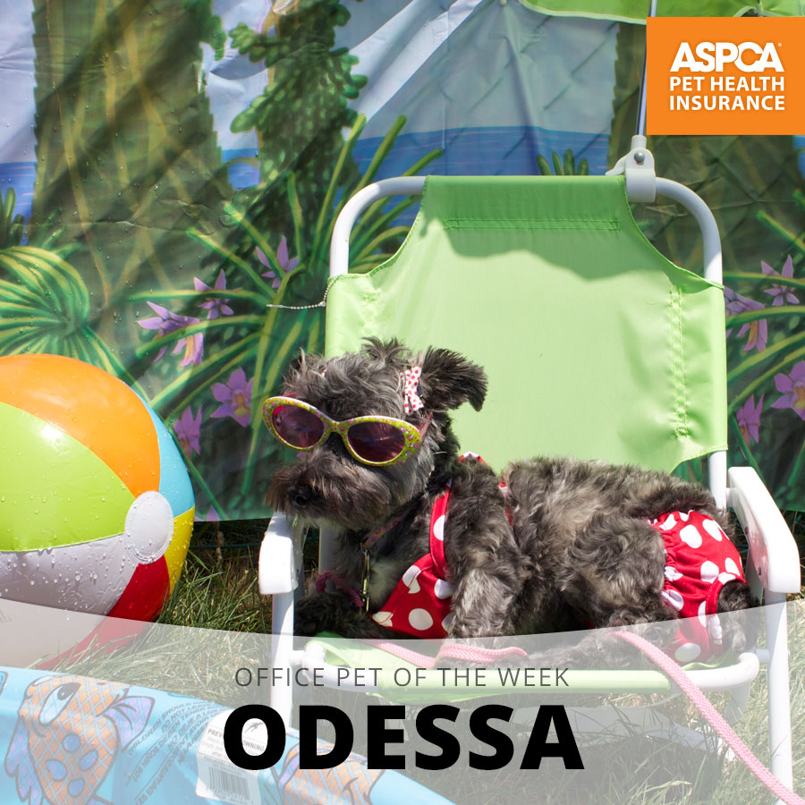 odessa.jpg