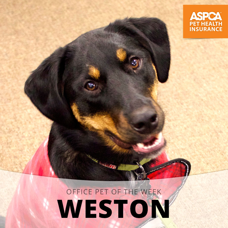weston.jpg