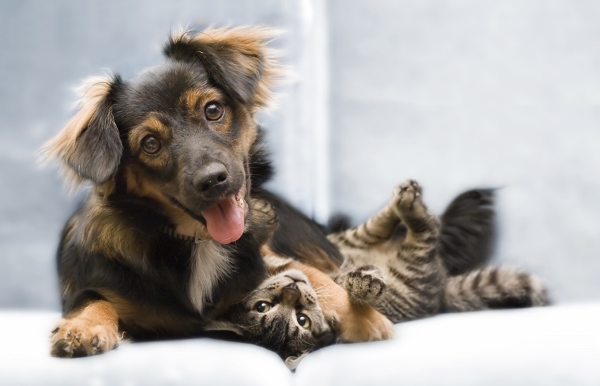 Happy dog gently places a paw across a kitten lying down