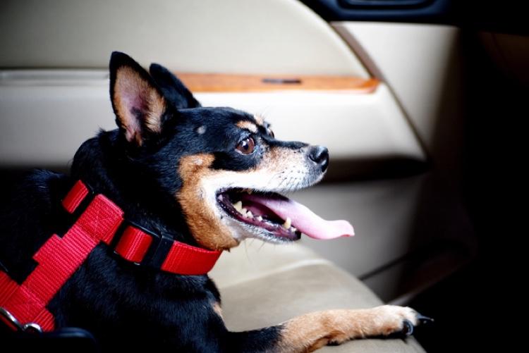 Small brown and black dog with its tongue out wears a red harness and sits in the back of a car