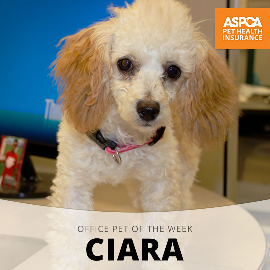 Ciara.jpg
