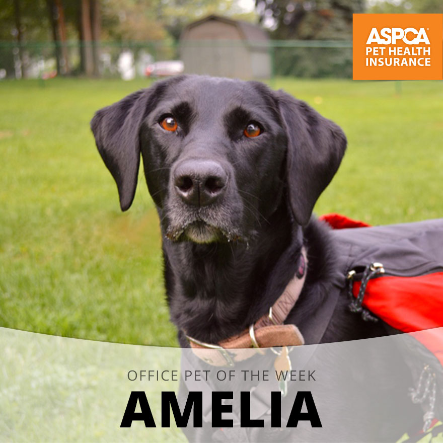 Amelia.jpg