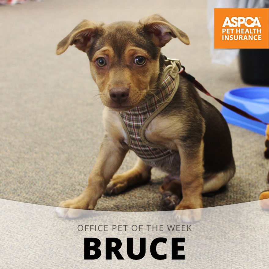 Bruce.jpg