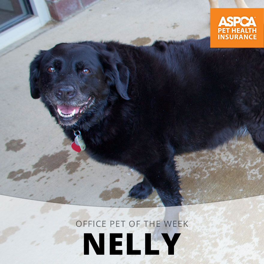 Nelly.jpg