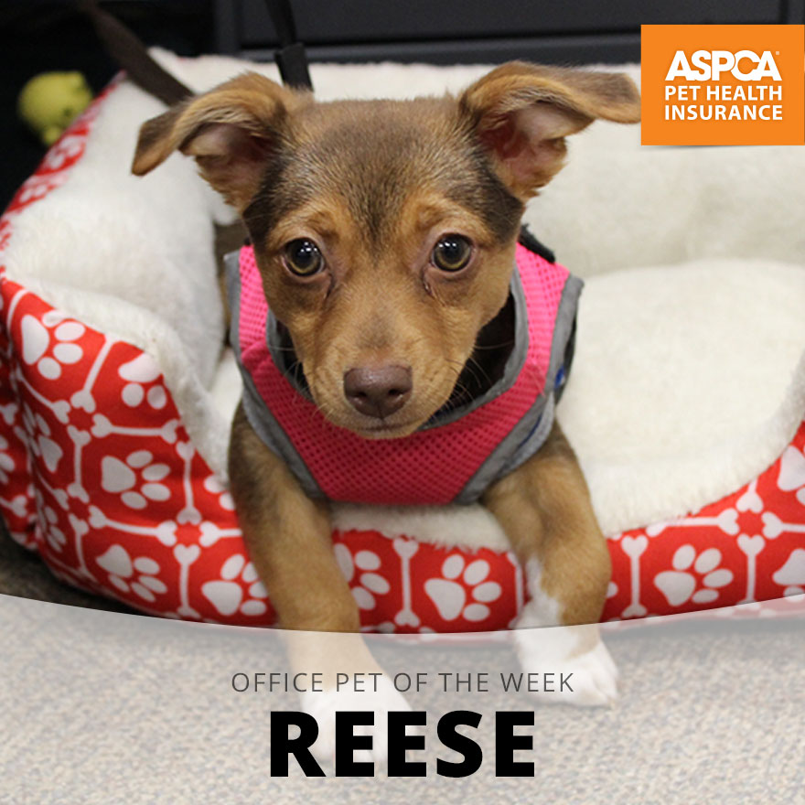 Reese.jpg