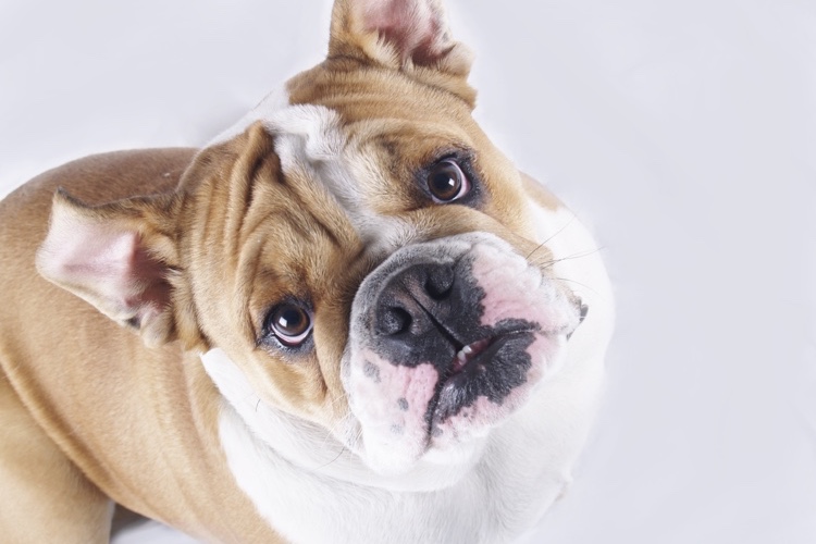 how to help your lose weight how to help your pet lose weight how to help your lose weight how to help your pet lose weight