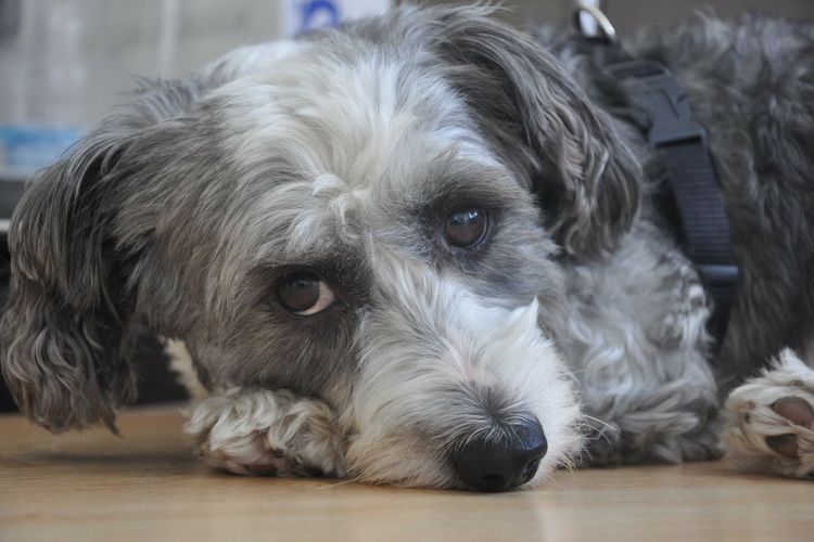 what are signs of lupus in dogs