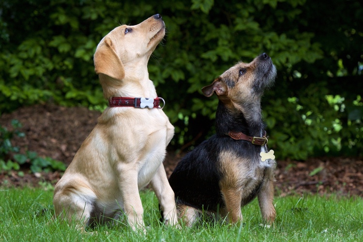 how do i train my dog to wait for a treat