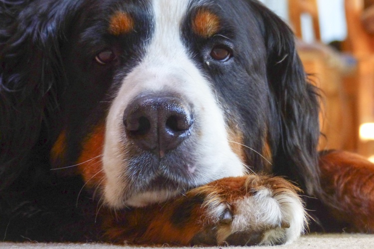 how do you know if your dog has nasal cancer