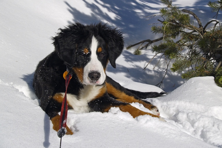 Winter Paw Protection: Do Dogs Need Boots in Winter?