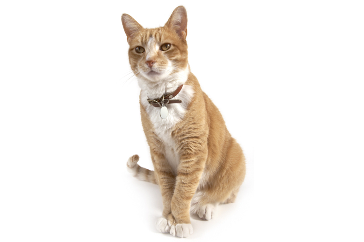 hyperthyroid meds for cats