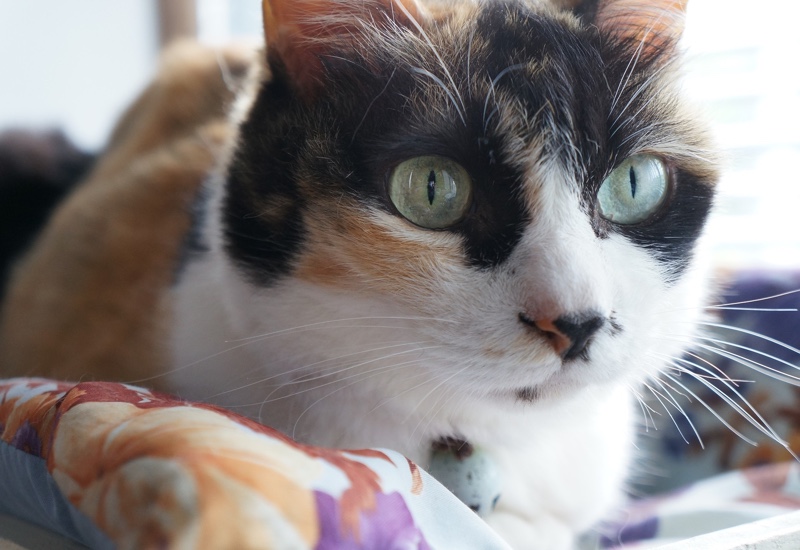 Calico cat with green eyes sits on a cushion