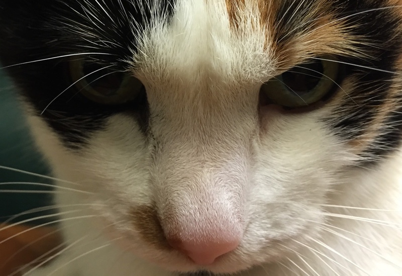 Calico cat face