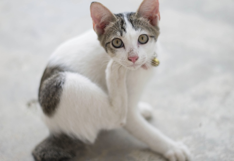 white and brown spotted cat scratching its neck with hind foot.