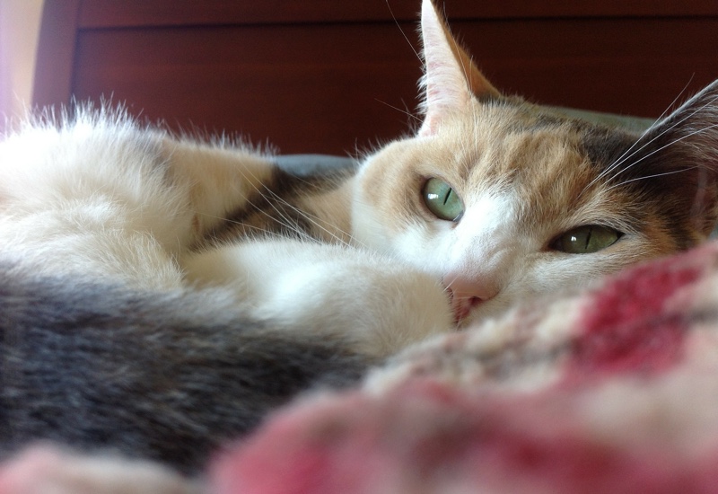 Cat Facts That Could Make Catgirls a Lot Less Cute