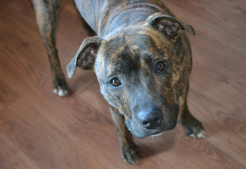 brindle pitbull mixed with blue nose