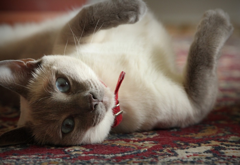 Principais doenças de pele em gatos