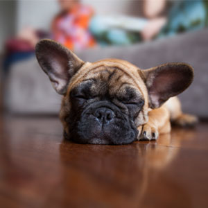 dog napping at home