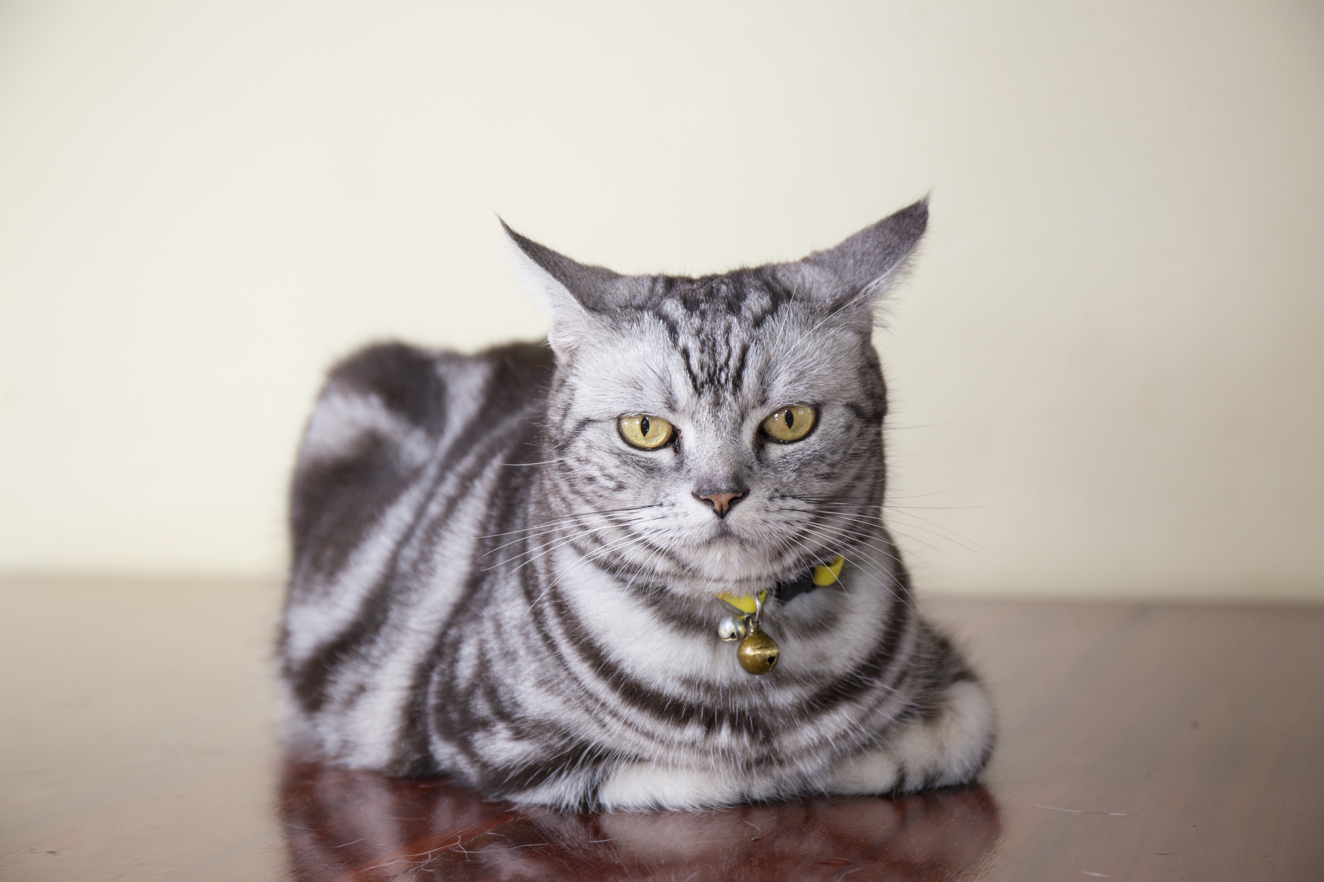 american shorthair cat grey