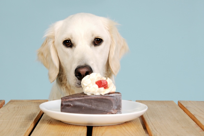 what to do if your dog eats chocolate