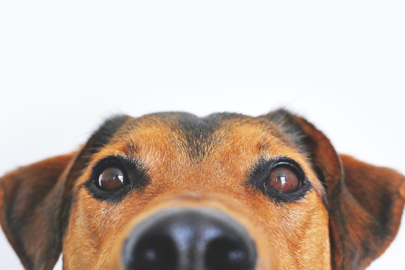 how do you know if your dog has eye problems