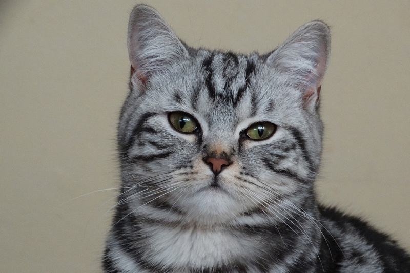 American Shorthair Cat Facts
