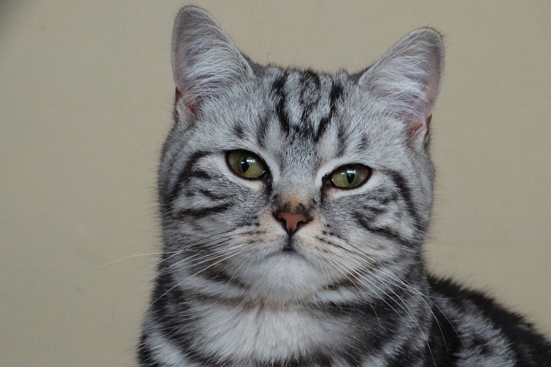 american shorthair cat grey