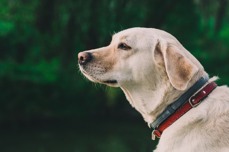 are labs good family dogs