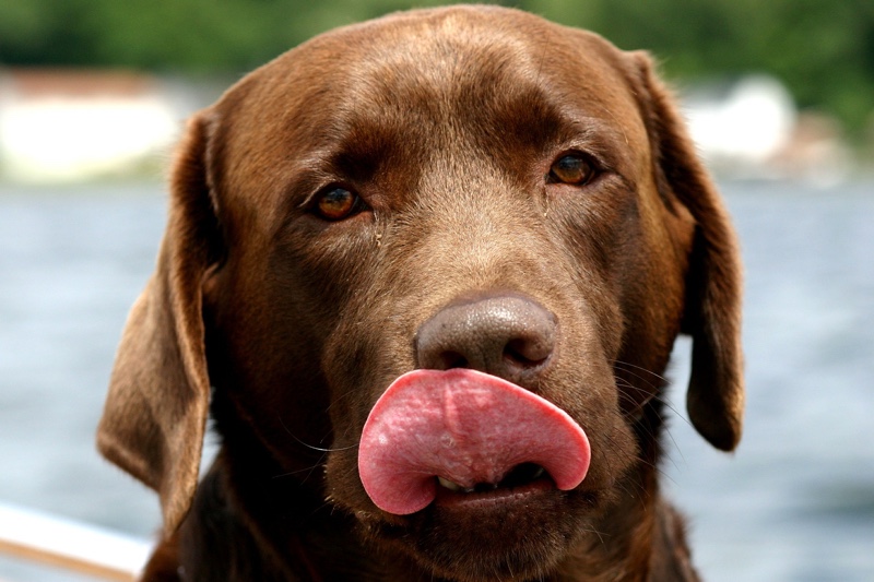 do labradors noses change color