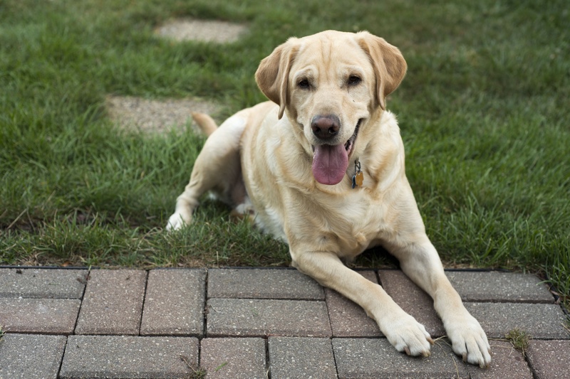 are labs good family dogs