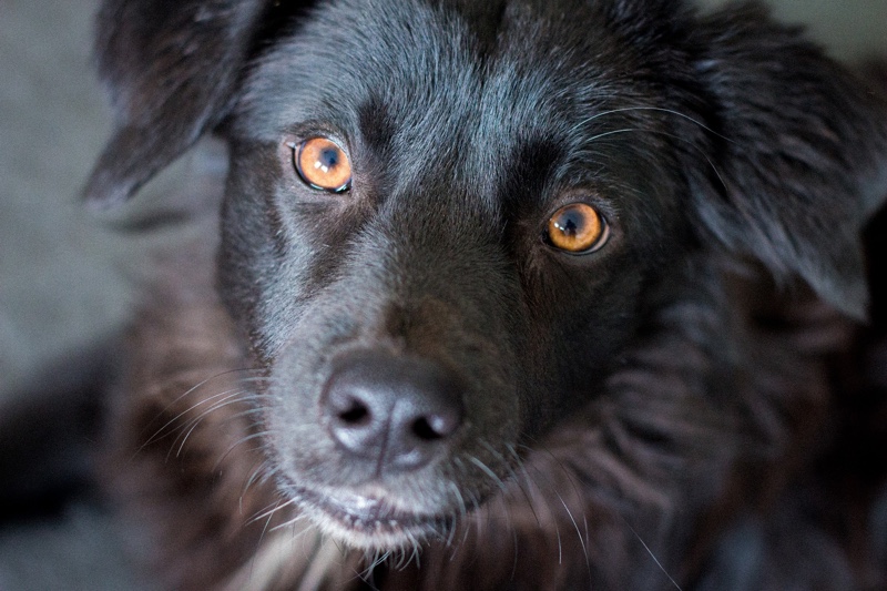 How to treat pink eye in dogs