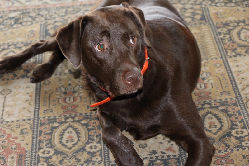 Can Dogs Eat Chocolate