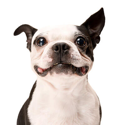 healthy pets insurance