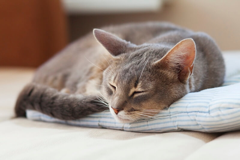 grey cat with orange spots