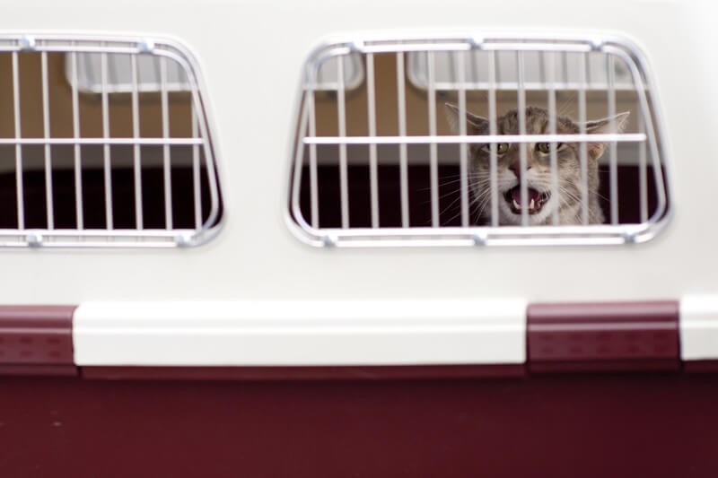 cat in carrier crate