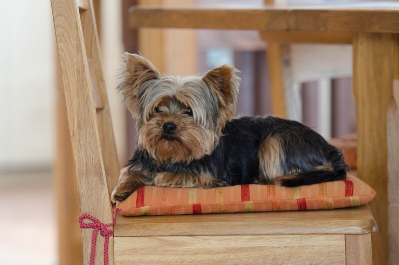 how to groom a yorkie terrier facts how to groom a yorkie terrier facts